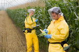 Исследования французских ученых ГМО: кукуруза вызывает рак!?