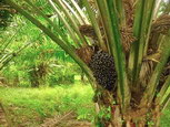 Пальмовое масло – вред и польза